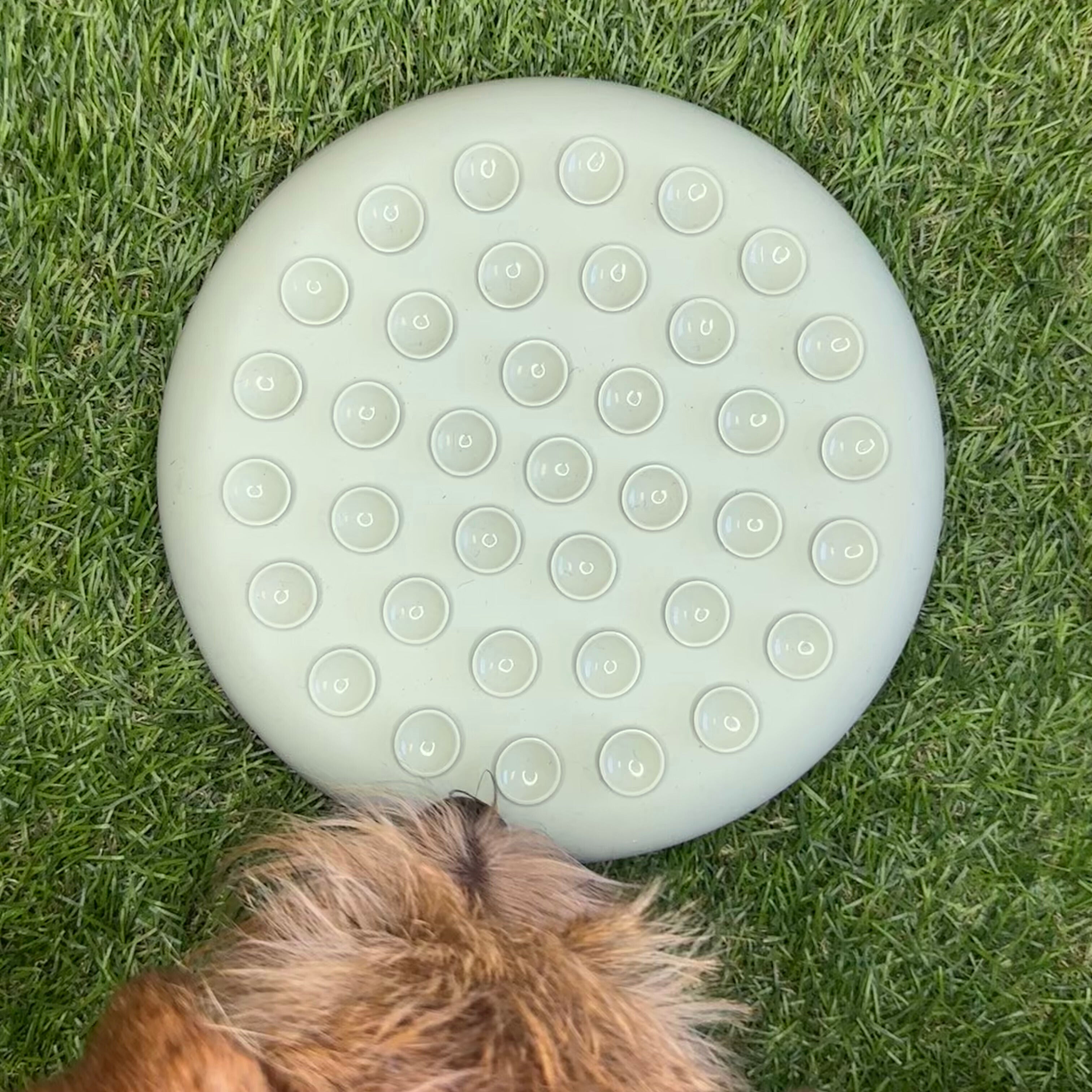 Dog sniffing the suction base of the Better Bowl slow feeder – non-slip design keeps the bowl in place.