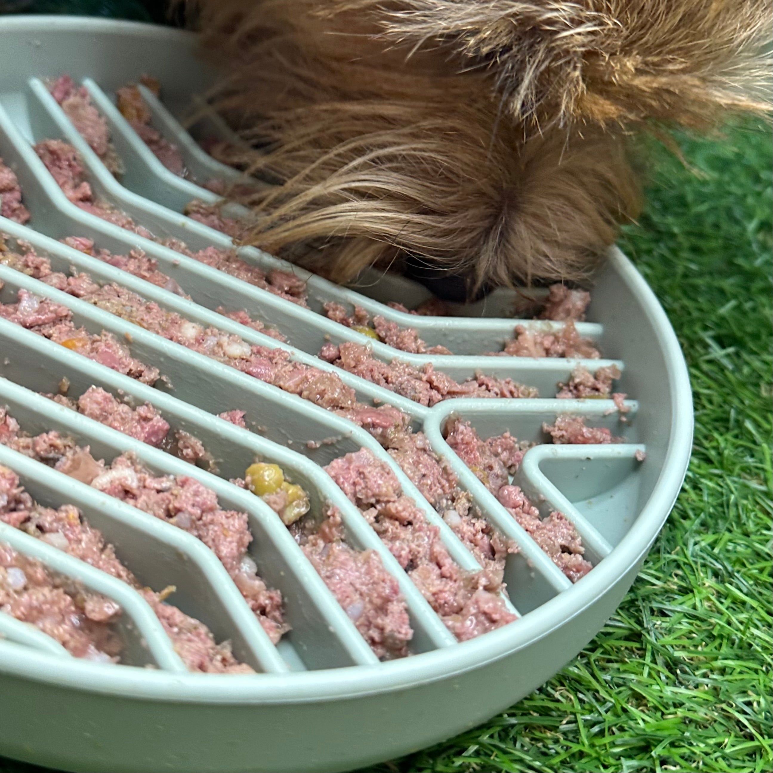 Dog eating from a the better bowl food dish on grass