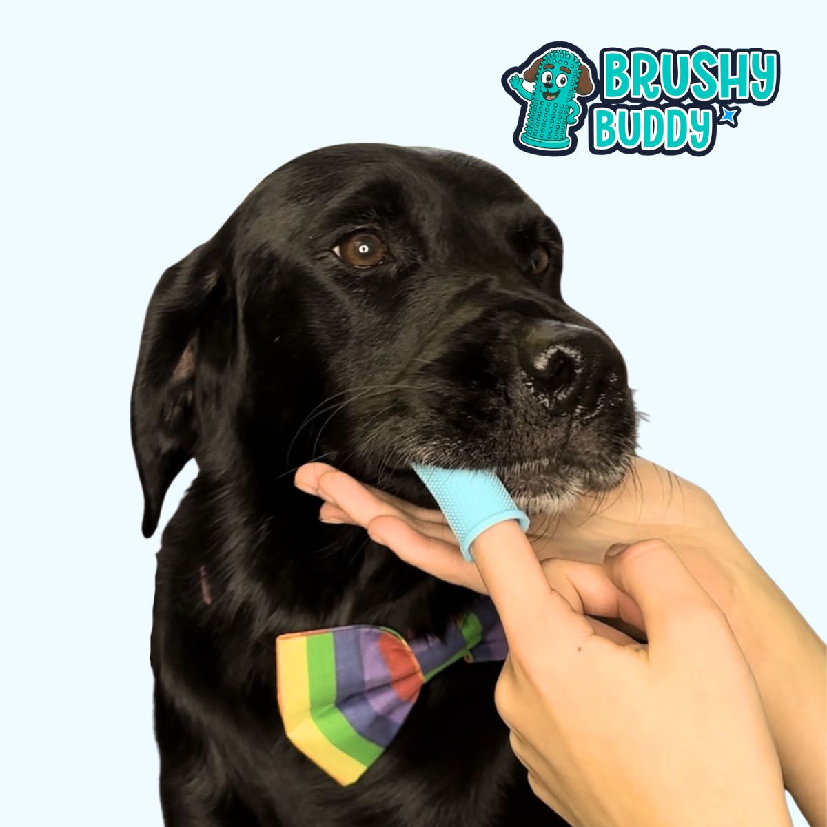 Brushy Buddy – The ULTIMATE Dog Toothbrush