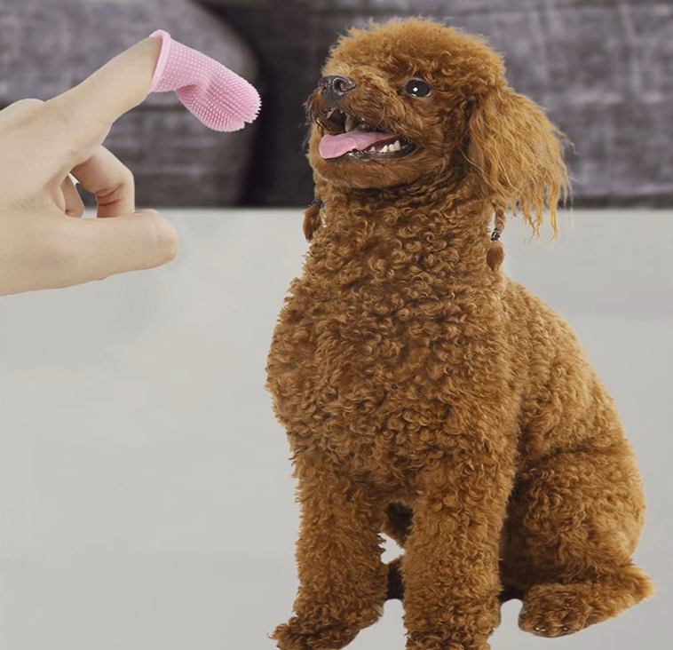 Brown poodle sitting on a light surface with a hand holding a pink brushy buddy toothbrush near its face.