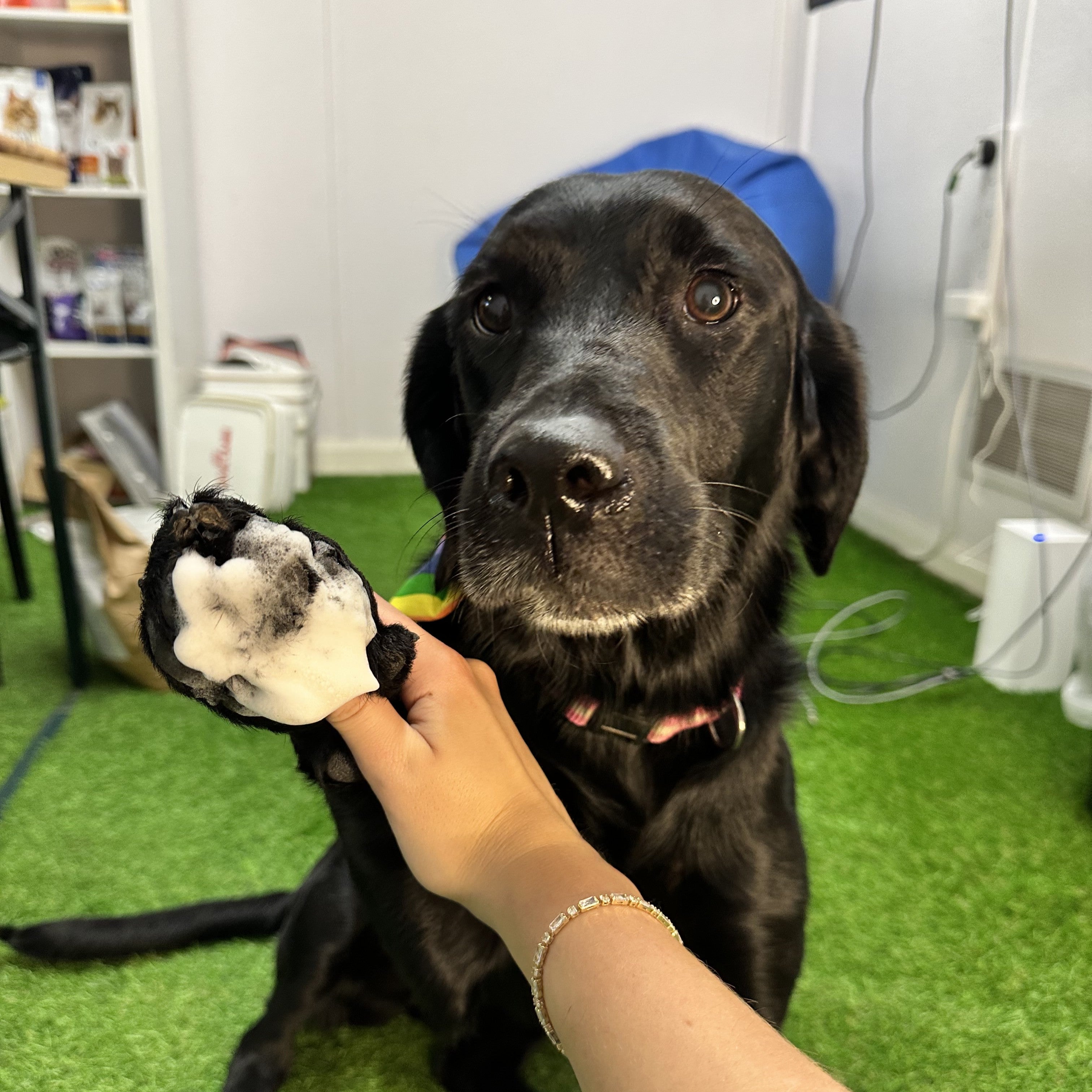 Paw Polisher - Waterless Foaming Paw Cleaning Brush